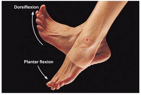 Ankle dorsiflexion. Things To Know About Ankle dorsiflexion. 