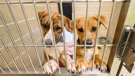 Ann arbor humane society. Humane Society of Huron Valley, Ann Arbor, Michigan. 89,657 likes · 6,351 talking about this · 10,255 were here. HSHV is an award-winning animal welfare organization dedicated to saving and improving... 