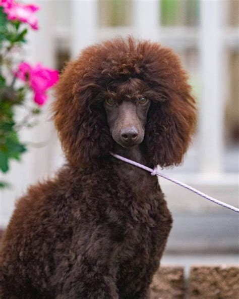 Both my girls are minipoodles from Anna-Ash Poodles in Florida. To my knowledge she doesn’t breed red poodles though. Mostly black, brown, partis or phantoms, occasionally cream comes along.. 
