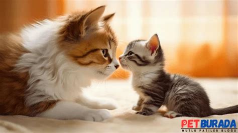 Anne Kedi Yavrusunu Neden Redd... 