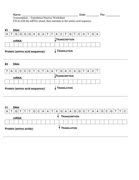 Anne Sheets Transcription And Translation Practice Worksheet Answers