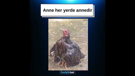 Anne her yerde Annedir #dog #shorts YouTube.