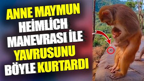Anne ini  Maymun Yavrusunu.