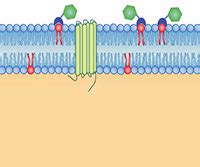 Annexin V and Propidium Iodide Labeling - JoVE