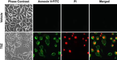 Annexn Onlyfans Leaked +18 💦