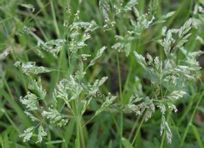 Annual bluegrass control.  THE COOL SEASON SOLUTION FOR SEASON-LONG INSECT CONTROL This found...