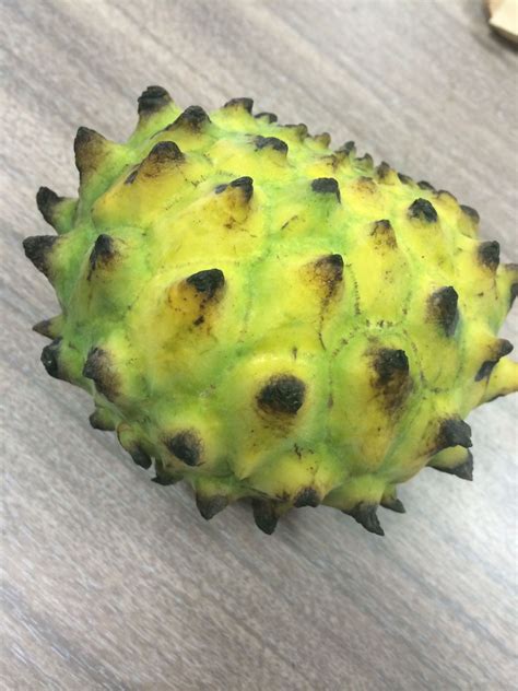 The sugar apple tree is native to the tropics of South America and the West Indies, and is also cultivated in Mexico, the Bahamas, Bermuda, and southern Florida. Even in places where the sugar apple is not actively cultivated, like Jamaica and Puerto Rico, it can still be found growing in the wild (Morton). . 