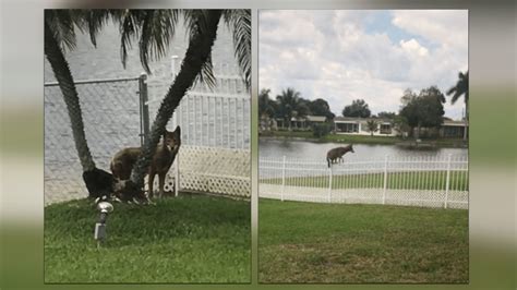 Another coyote spotted in Pembroke Pines amid increase in sightings across Broward