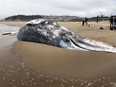 Another dead gray whale washes up on a Bay Area beach