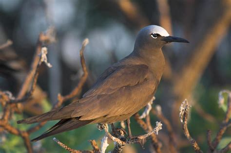 Anous stolidus (Brown Noddy or Common Noddy)