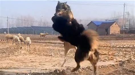 Answer: Can A Tibetan Mastiff Fight A Wolf PetThings