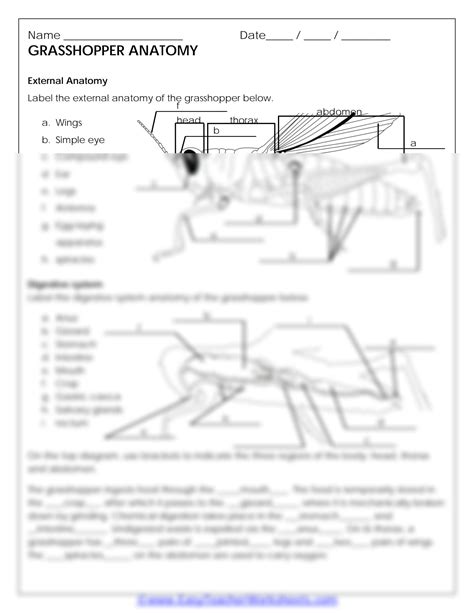 Answer Key Anatomy Grasshopper