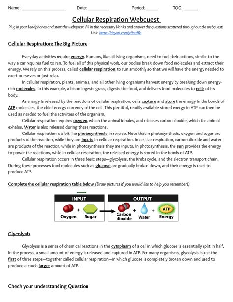 Answer Key To The Cellular Respiration Webquest