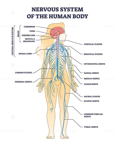 Answer Nerve Anatomy System