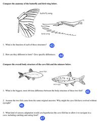 Answered: Compare the anatomy of the butterfly… bartleby