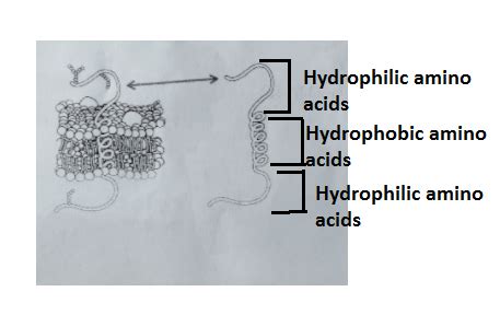 Answered: Which amino acid is hydrophilic… bartleby