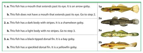 Answers Certain Classification To Fishes Key
