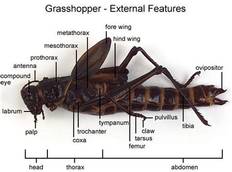 Answers Grasshopper Dissection Lab Biology Junction (2024)