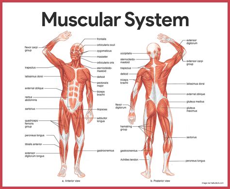Answers Muscular Anatomy System
