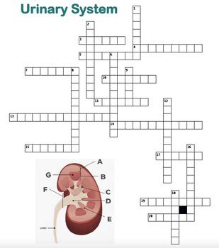 Answers To Urinary System Crosswords