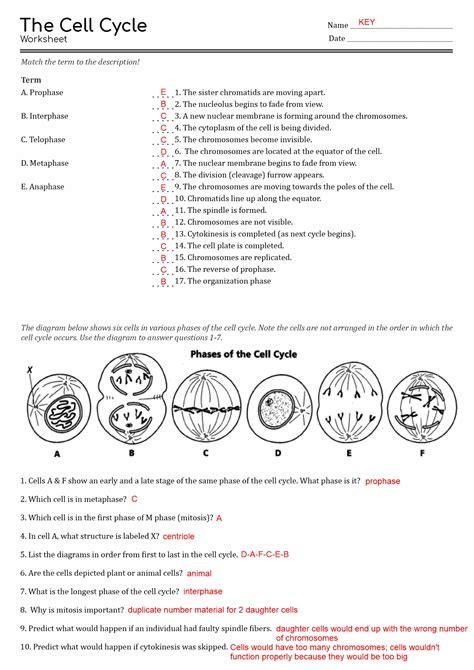 Answers for the cell cycle study guide. - Haynes manuale di riparazione per 2001 subaru outback 6 0 vdc.