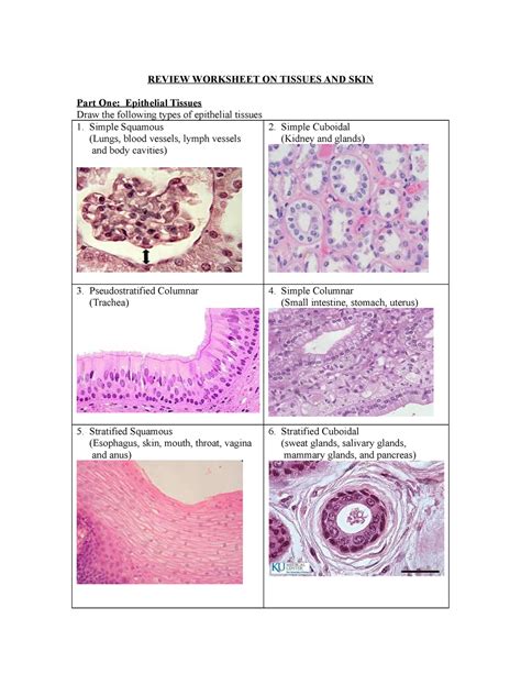 Answers to Review Worksheet on Tissue and Skin