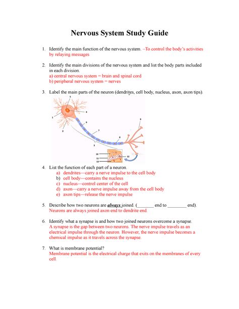 Answers to nervous system study guide packet. - Unit 4 study guide chemistry answers.