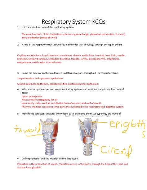 Answers to the Respiration Study Guide