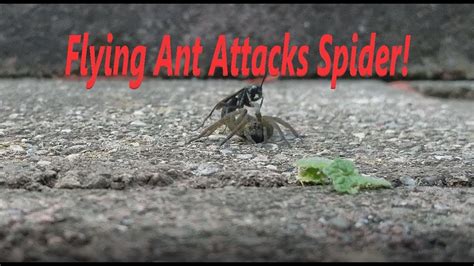 Ant Attacks Spider - YouTube