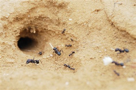 Ant house. The most common food sources that draw ants inside your home are the sweetest: spilled drops of soft drinks or fruit juices, candy, jellies and jams, cookies and other sweet baked goods, honey and ... 