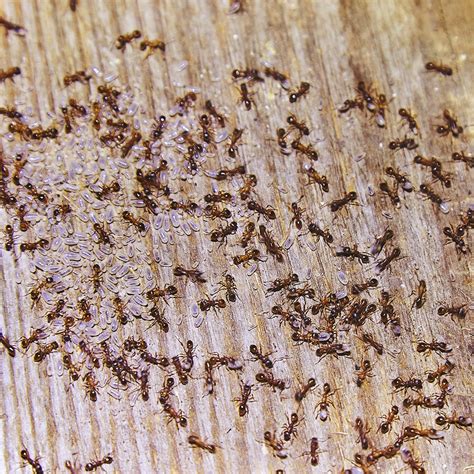 Ant problem. Though flying ants and termites look similar, these pests require very different treatments. Learn more with Today's Home Owner’s guide to flying ants vs termites. Expert Advice On... 