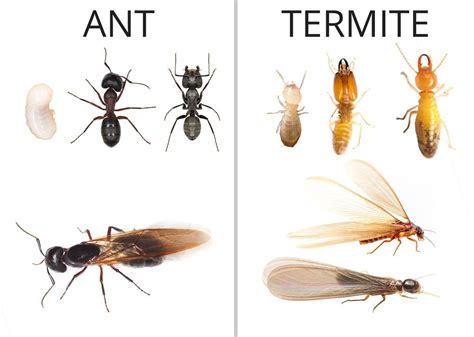 Ant vs termite. Termites have thick waists that are the same width as the rest of their bodies. As opposed to ant species, termites have straight antennae. Depending on their type, they are generally 1/8th to 3/8th inches long. Swarmers fly to mate and form new colonies. They are dark and between 1/4th to 3/8th inches long. 