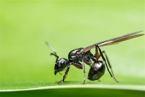 Ant with wings. These are Lassius niger, the black garden ant, preparing to take their first nuptial flight. The larger winged insects are the sexually mature queens, and the ... 