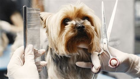 Antalya Köpek Kuaförü Fiyatları 2025 Armut. 