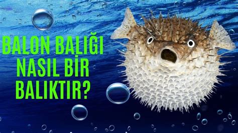 Antalya balon balığı saldırısı