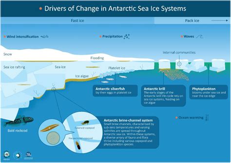 Antarctic Sea Ice: Biological Processes, Interactions And Variability