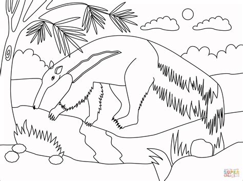 Anteater Coloring Pages
