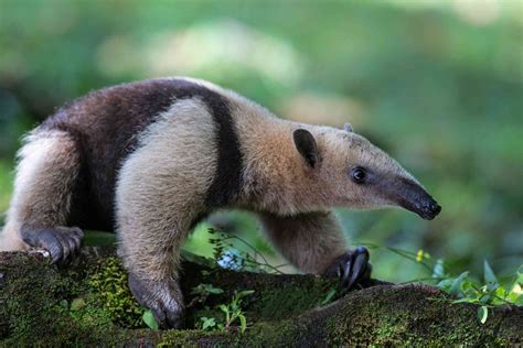 Jan 19, 2022 · Aim to keep your anteater enclosure at an ambient temperature of 65 to 85 degrees Fahrenheit. While some up and down fluctuation is acceptable, an anteater exposed to prolonged temperatures above 90 Fahrenheit is at risk for heatstroke. If kept too cold (at temperatures below 65 degrees Fahrenheit), your pet anteater can become sick. 