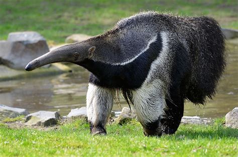 A: The scientific name for the giant anteater is Myrmecophaga tridactyla. Q: What is the length and weight of a giant anteater? A: The length of a giant anteater is 182 to 217 cm (6 – 7.1 ft), with weights of 33 to 50 kg (73 to 110 lb) for males and 27 to 47 kg (60 to 104 lb) for females.. 