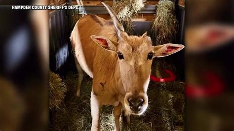 Antelope returned to western Mass. zoo five weeks after escape from enclosure
