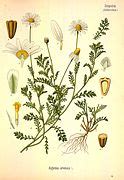 Anthemis - Wikipedia
