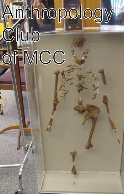 Anthropology Club Of Mcc Home Facebook