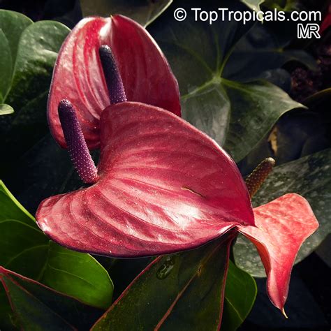 Anthurium andraeanum, Flamingo Flower, Tail Flower - TopTropicals