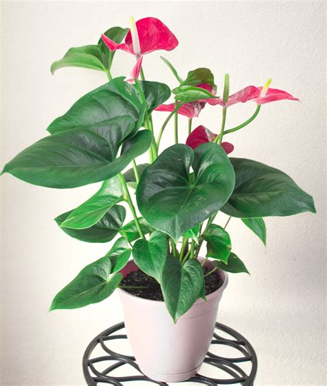 Anthurium plant care & houseplant growing guide