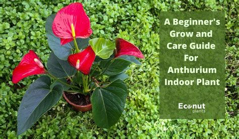 Anthuriums: a beginner’s guide - mb.com.ph