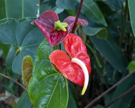 Anthuriums – Blooms of Hawaii