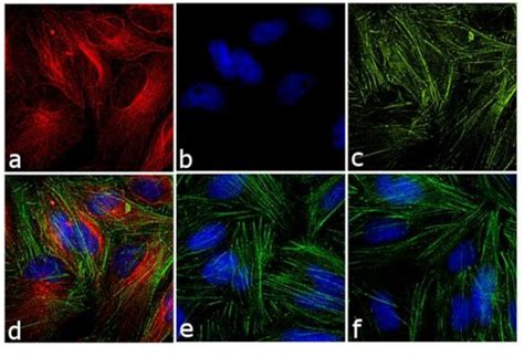 Anti Mouse Tritc Thermo Fisher Bioz