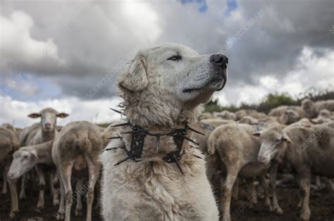 A wolf collar is a type of collar designed to protect livestock guardian dogs from wolf’s attacks. This collar is elongated with chiseled spikes and the length of the spikes varies in different places but sometimes they can be three inches long. These collars originate from Turkey where different regions feature different collar styles .... 