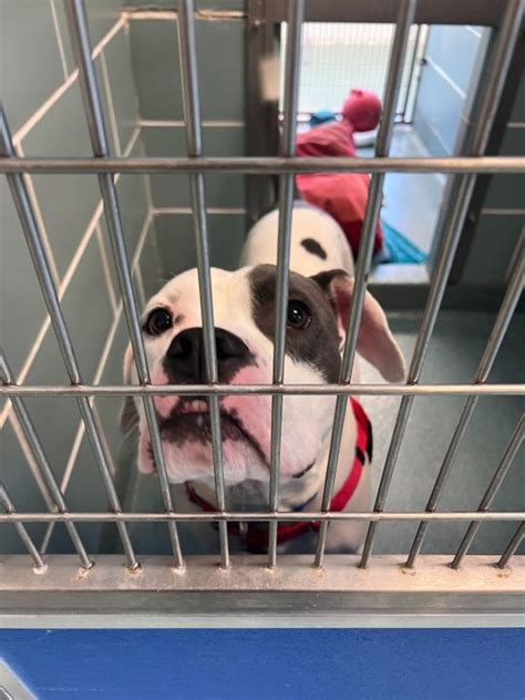 Anti-Cruelty Society asking for help to find 'Elvis' forever home after he's only dog not adopted