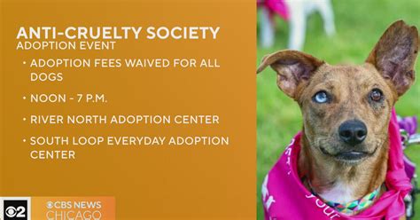 Anti-Cruelty Society to host waived fee event during ‘Fall in Love’ adoption push